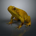Yellow Toad Standing On Grey Background With Textured Skin And Large Eyes