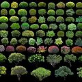 Various Types Of Colorful Bushes With Different Shapes For Garden Landscaping