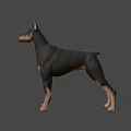 Realistic Doberman 3D Model With Black And Tan Coat Standing Pose 3d model