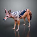 Striped Jackal With Brown And Black Fur Pointed Ears Standing On Dark Background With Reflection