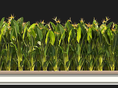 Potted Plants With Long Green Leaves And Yellow Flowers Neatly Arranged In White Rectangular Planter 3d model