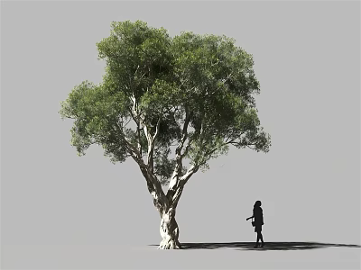Tranquil Garden Landscape Featuring Large Tree With White Trunk Lush Green Foliage And Person Nearby 3d model
