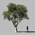 Tranquil Garden Landscape Featuring Large Tree With White Trunk Lush Green Foliage And Person Nearby