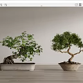 Two Bonsai Trees in Stone Pots with Green Foliage on Wooden Floor Against Gray Wall