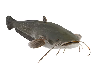 Grayish Aquatic Catfish With Long Whiskers Sleek Body And Distinct Fins Appearance 3d model
