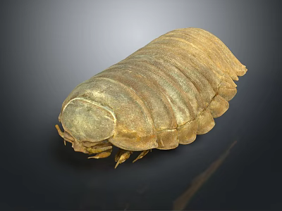 Pill Bug With Brown Segmented Oval Shaped Body On Dark Background 3d model