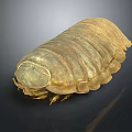 Pill Bug With Brown Segmented Oval Shaped Body On Dark Background 3d model