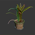 Green Leafy Indoor Plant In Terracotta Pot With Long Curved Leaves