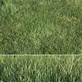 Decorative Ornament Set Arrangement in Outdoor Space with Green Grass and Small Flowers