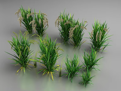 Rice Crop Displaying Various Growth Stages With Green Plants And Rice Ears 3d model