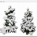 Two Tall Evergreen Trees With Snow Covered Branches And Green Foliage