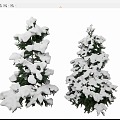 Winter Pine Cedar Conifer 3d model