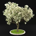Tall Arbor with Abundant White Flowers Thick Trunk and Lush Green Grass Around Base