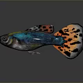 Aquatic Animal Colorful Fish With Blue Body Green Iridescent Scales And Orange Black Spotted Tail