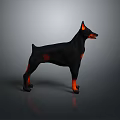Black and Red Doberman Pinscher in Standing Pose with Sleek Coat on Neutral Gray Background