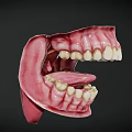Human Oral Cavity Anatomical Model With Teeth Gums And Tongue Structure