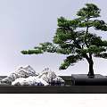 Traditional Zen Garden Design Featuring Bonsai Pine Tree and Decorative Rocks