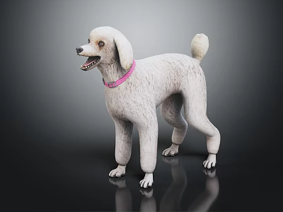 White Poodle Dog Standing With Pink Collar On Dark Background With Reflection 3d model