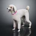 White Poodle Dog Standing With Pink Collar On Dark Background With Reflection 3d model