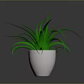Vibrant Green Plant In White Ceramic Pot With Dark Background And Fresh Leaves