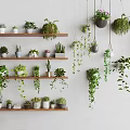 Indoor Wall Decor With Hanging Basket Plants And Shelf Potted Greenery