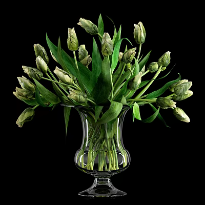 Transparent Glass Vase With Fresh Green Tulip Buds And Lush Leaves On Black Background 3d model