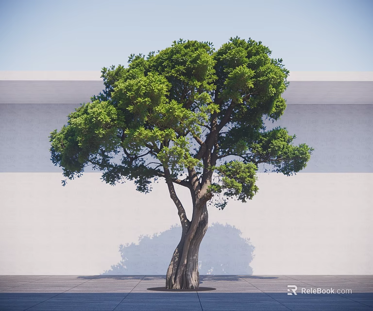 Lush Green Arbor With Thick Branched Trunk Against White Wall And Gray Ground 3d model 
