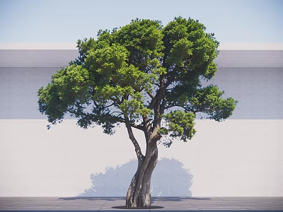Lush Green Arbor With Thick Branched Trunk Against White Wall And Gray Ground 3d model
