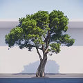 Lush Green Arbor With Thick Branched Trunk Against White Wall And Gray Ground
