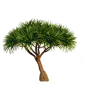 Lush Green Arbor with Dense Foliage Brown Trunk and Fibrous Roots