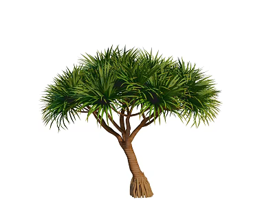 Dou Plant Landscape Tree Garden Tree Landscape Plant Street Trees 3d model