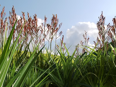 Shrubs With Red Flower Spikes And Green Leaves Against Blue Sky And White Clouds 3d model