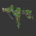 Fresh Green Leafy Plant Branches on Dark Background with Reflection 3d model
