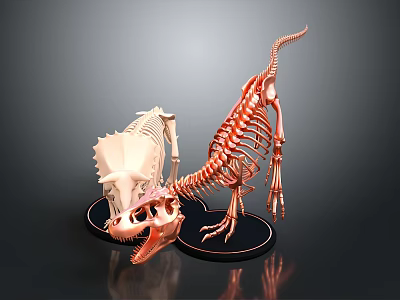 Dinosaur Skeletons Display Triceratops Skull And Small Dinosaur White Copper Color On Black Base 3d model