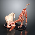 Dinosaur Skeletons Display Triceratops Skull And Small Dinosaur White Copper Color On Black Base