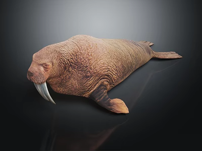 Walrus With Long Tusks And Rough Skin Lying On Dark Background With Reflection 3d model