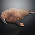 Walrus With Long Tusks And Rough Skin Lying On Dark Background With Reflection 3d model