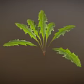 Fresh Vibrant Green Plant With Long Serrated Leaves Against Dark Background