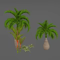 Two Palm Trees With Red Green Striped Trunks In Woven Pots And Small Green Plants