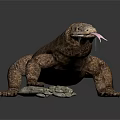 Komodo Dragon With Brown Skin Sticking Out Tongue And Stones On Dark Background