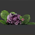 Purple Rose With Green Leaves Stem And Bud On Dark Background