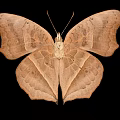 Vibrant Orange Butterfly With Large Eyespot Patterns On Wings Against Black Background