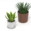 Potted Plants With Variegated And Long Slender Leaves In Silver And Brown Pots
