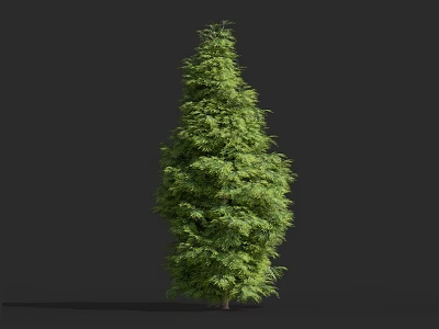 Vibrant Green Evergreen Shrub With Lush Foliage And Natural Shape Against Dark Backdrop 3d model