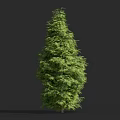 Vibrant Green Evergreen Shrub With Lush Foliage And Natural Shape Against Dark Backdrop
