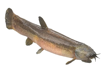 Freshwater Catfish Aquatic Animal With Brown Pink Body Fins Barbels And Long Shape 3d model