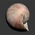 Pink And White Spiral Seashell On Smooth Black Surface With Reflection 3d model