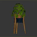 Indoor Green Plant with Round Leaves in Ceramic Pot on Wooden Stand