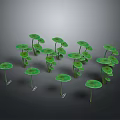 Green Leafy Plants With Round Leaves On Tall Stems Growing In Multiple Clusters