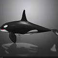 Realistic 3D Orca Model With Black And White Body Dorsal Fin And Open Mouth